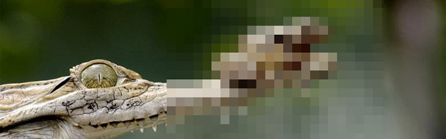 Admirez le courage de cette grenouille qui se joue d'un grand prédateur !