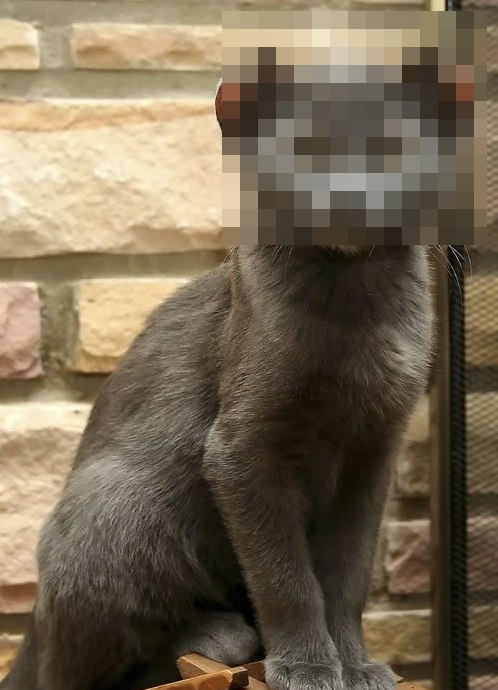 La chat à 4 oreilles