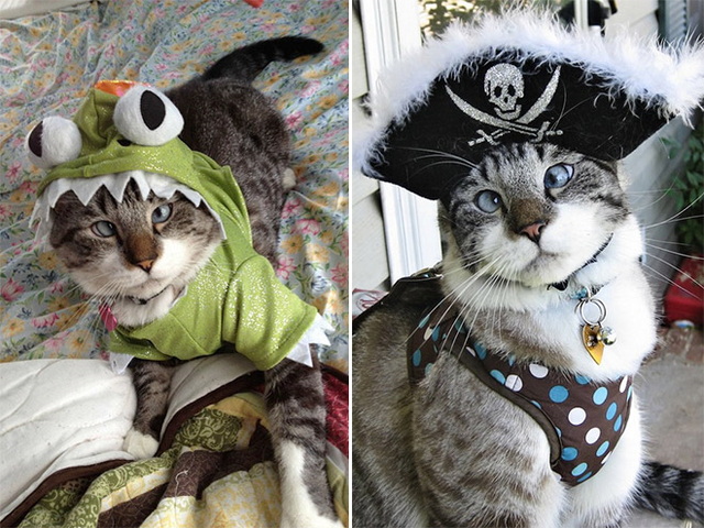 Des animaux qui louchent - 12