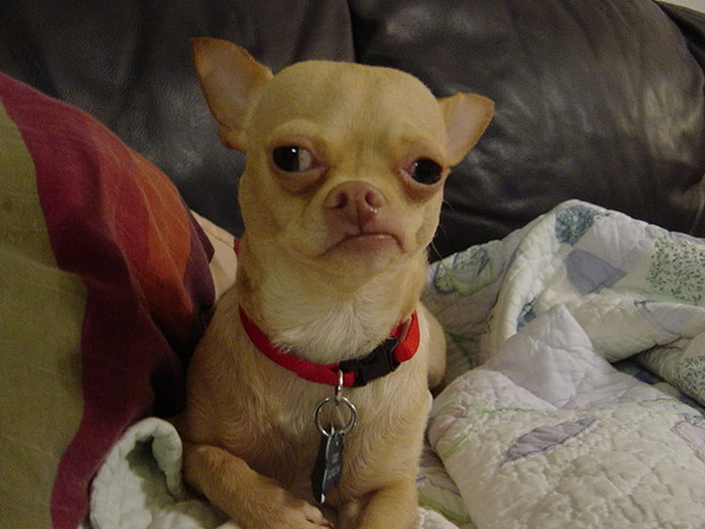 Des animaux qui louchent - 14