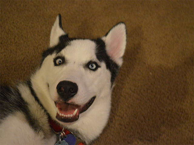 Des animaux qui louchent - 16