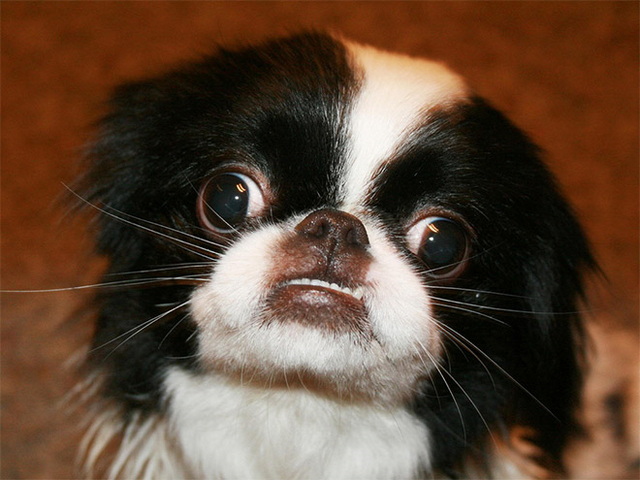 Des animaux qui louchent - 4