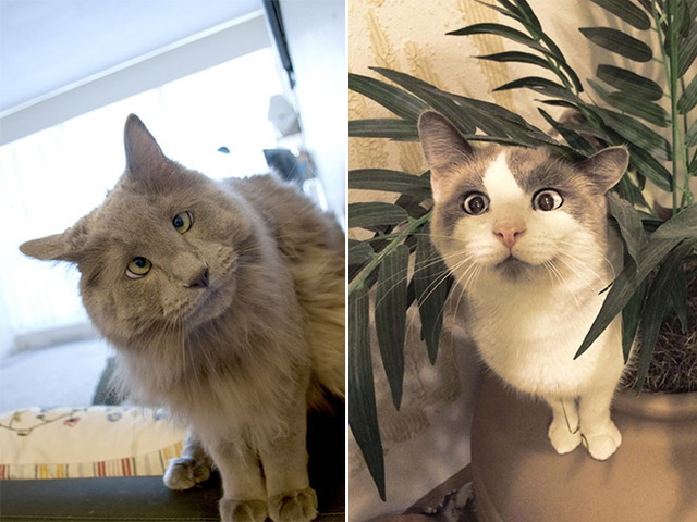 Des animaux qui louchent - 5