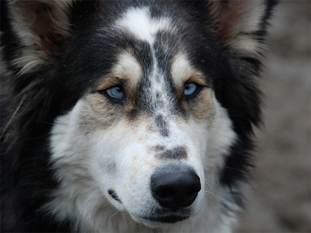 Des animaux qui louchent - 6