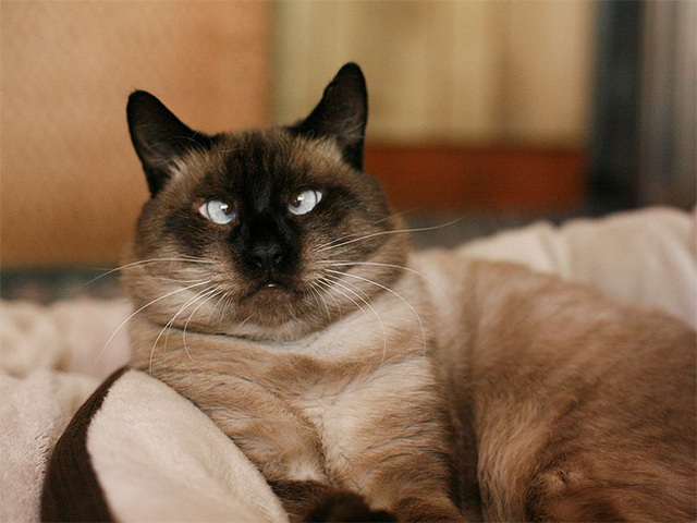 Des animaux qui louchent - 9