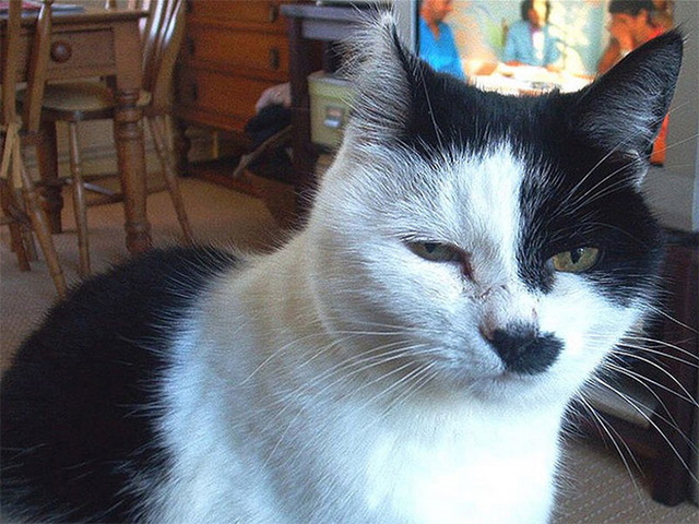 Chats ressemblent à hitler - 18