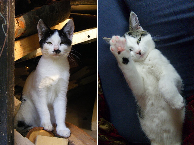 Chats ressemblent à hitler - 4