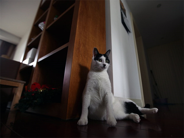 Chats ressemblent à hitler - 8