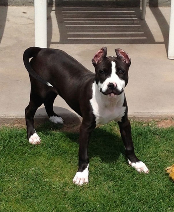 Pelage insolites d'animaux - 3