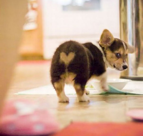 Pelage insolites d'animaux - 5