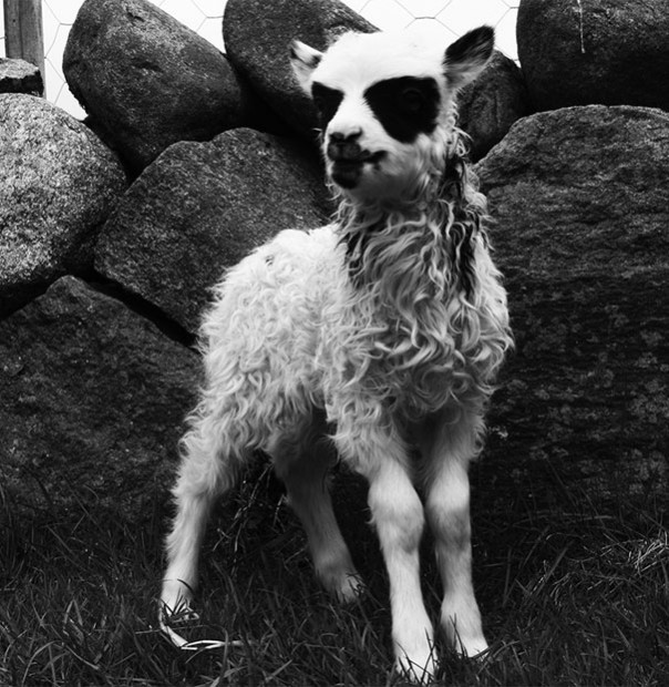 Pelage insolites d'animaux - 7