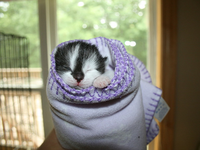 purrito chat - 10