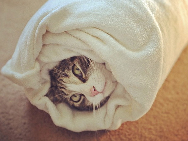 purrito chat - 4