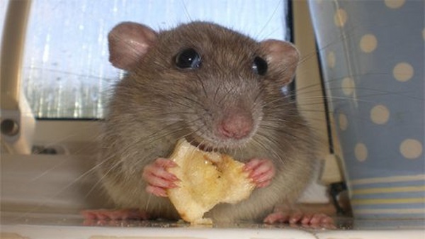 23 choses à connaitre sur les gauchers (Environ 50% des rats, les chats et les souris sont plus à l'aise avec leur patte gauche)