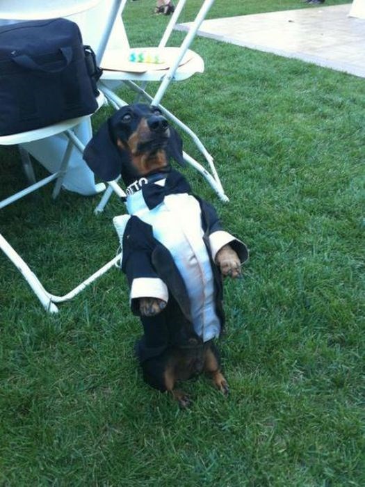 Photos humour de mariage rigolo - 5