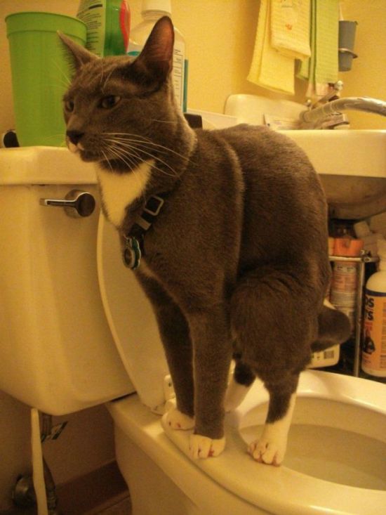 Comment Apprendre A Votre Chat A Aller Aux Toilettes