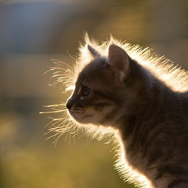 Images de chats trop mignons