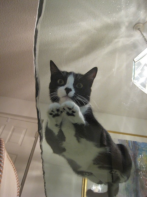 Des Chats Sur Des Plaques De Verre